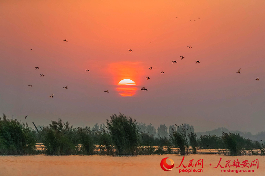 青頭潛鴨與白眼潛鴨鳥群飛掠朝陽(yáng)。陳法良攝