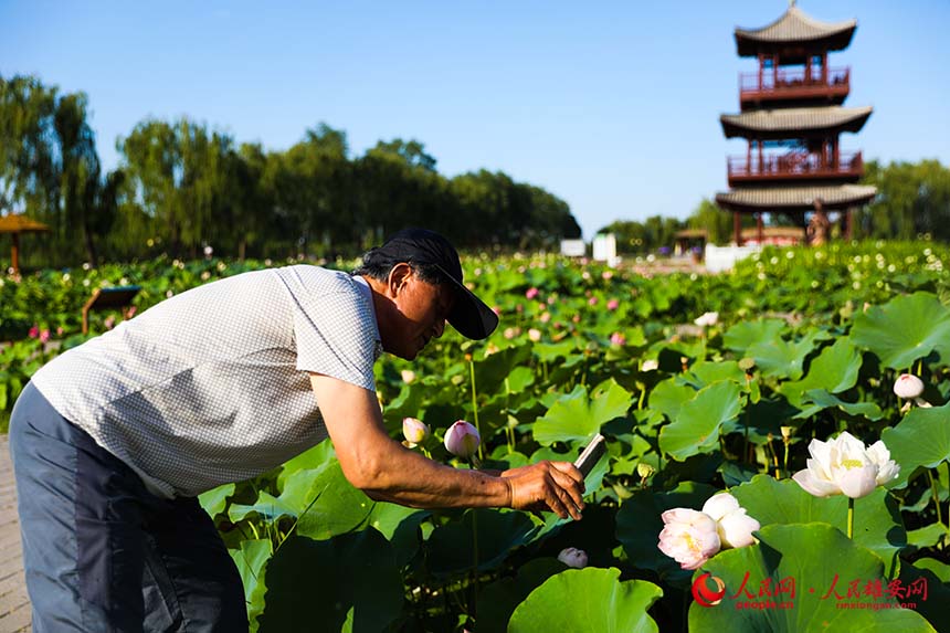 盛開的并蒂蓮引得游人紛紛拍照。人民網(wǎng) 楊華龍攝