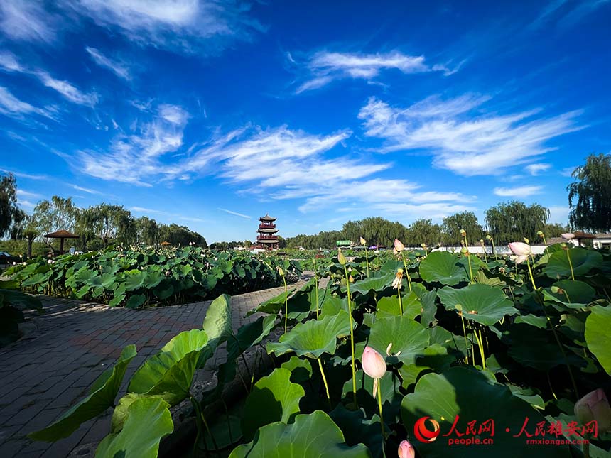 白洋淀景區(qū)的荷塘。人民網(wǎng) 楊華龍攝